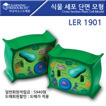 [러닝리소스] 식물 세포 단면모형/LER1901/Cross-Section Plant Cell Model