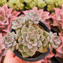 주문폭주 국민다육이 모아보기, 4번- 팅커벨 다육이, 1개