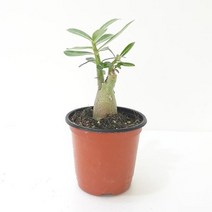 석화(소) 미니바오바브나무라 불리는 사막의장미 석화나무키우기, 상세페이지 참조