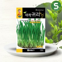 솔림텃밭몰 새싹귀리씨앗 500립 새싹귀리 씨앗 종자, 단품