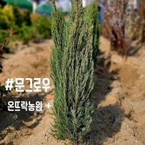 문그로우 70~80cm 분묘[온뜨락농원]