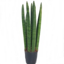 트리앤 스투키 산세베리아 수퍼바 금전수, 02.스투키25cm7촉이상 1개