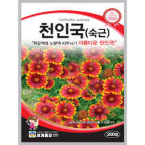 천인국 씨앗 200립 꽃씨