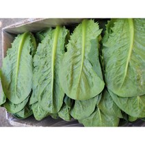 야채왕 통로메인 500g 1kg 2kg, 통로메인500g