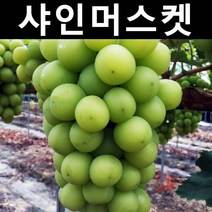 청포도/샤인머스켓 삽목2년 뿌리묘 나무 묘목 5개/유실수/과수