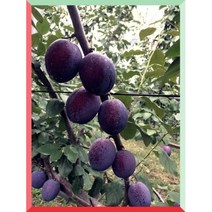 서양자두 푸룬(슈가 프레제던트 마돈나 롱존 스텐레이)접목 1년생묘목, 프레지던트