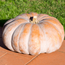 중탕 맷돌호박 늙은 3kg 7kg 건강식 다이어트음식 붓기빼기 죽 단호박, 늙은호박 3kg이하