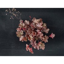 휴케라 피치프람베이 (15cm) [노지월동/ 다년생/ 야생화/ 예쁜식물/ 반려식물/ 테라스정원/ 지피식물]