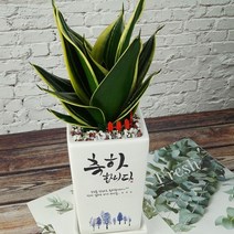 [메세지화분] 축하합니다 Ver1 승진 영전 개업 이사 생일 축하화분, 산세베리아