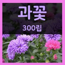 꽃씨몰 꽃씨 봄 파종 여름꽃씨 가을 노지월동 다년생 야생화 양귀비 종자 꽃씨앗, 21.과꽃 300립(1~2년생)