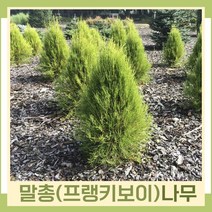 말총나무 묘목 프랭키보이 키80cm 1개