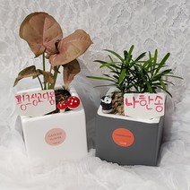 가홈플라워 공기정화식물 핑크싱고디움 나한송 생화 식물 사각화분