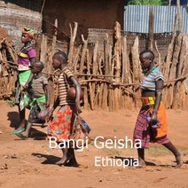 [위트러스트] 에티오피아 방기 게이샤 500g Ethiopia Geisha, 홀빈