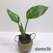 러브코리아 여인초 키우기 극락조 꽃 실내 거실 베란다 창문 사무실 창가 공기정화식물 (소)