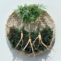 무농약 세척 수진생 5뿌리 수경재배 잎 째먹는 장뇌 산삼 산양삼 산삼 산양삼 장뇌삼 산삼 건강식품 오쿠용인삼, 드테일컴퍼니 1, 드테일컴퍼니 본상품선택