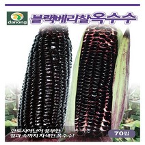블랙베리찰옥수수70립