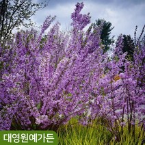 팥꽃나무 개화주 흙분 정원수 봄꽃