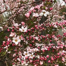 리서스원예 분홍설유화묘목 꽃나무 설유화묘목 나무 포트묘, 설유화 포트묘