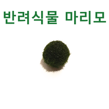 [수초몰] 마리모1+1 초보자수초 자연수초