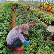 으뜸 호박고구마모종 1단 고구마종순 호감미 토종, 04/24출고(04/25도착)