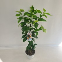 옐로우레몬나무 실내공기정화식물 반려식물 플랜테리어 온누리꽃농원, 1개