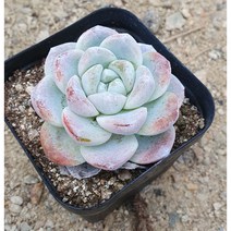 [다육식물]아이시그린60, 1개