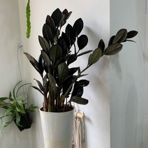 더라라플랜트 블랙금전수 신품종 도원금전수 플라스틱분