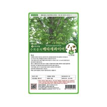 (DN) 메타세콰이어 씨앗(5g)
