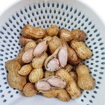 [수확중] 국내산 피땅콩 흙땅콩 생땅콩 껍질땅콩, 500g
