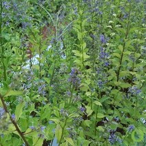 영아자씨앗 100립 (산나물 임산물용 재래종)