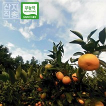 [렛츠팜] 제주감귤 노지귤 조생귤 감귤 제주도귤 서귀포감귤 제철 5kg 10kg, 제주감귤 5kg