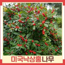 낙상홍나무 묘목 미국낙상홍 키1m 5개