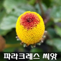 [해피플라워] 에그볼 파라크레스 씨앗 0.1g(약 100립) / 봄 파종 꽃씨