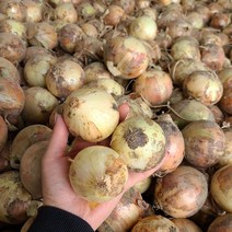 23년 양파 국내산 햇양파 작은크기 양파(소), 10kg, 1개