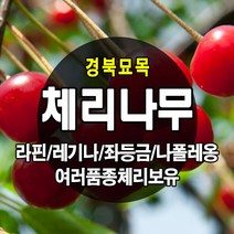 [경북농원] 체리나무묘목 신품종 자가수정 (라핀/레기나/좌등금/나폴레옹등등) 접목묘, 일출 접목  상묘