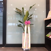 서울경기인천[반값화분] MAIN-대형극락조160 직접배송 축하화분 개업화분 거실화분 카페화분 인테리어화분 아레카야자 극락조 알로카시아 파키라 고무나무, 리본추가