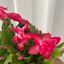 게발선인장 온정원 공기정화식물