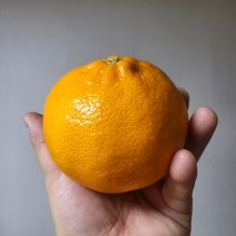제주 천혜향 혼합과 5kg 10kg 5키로 10키로 가정용 못난이 천애향 벌크, 천혜향5kg