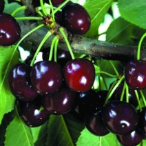 묘목/체리 블랙타타리안/접목 1년 (콜트 대목)/2주 KJ1421