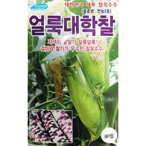 얼룩 대학찰옥수수 씨앗 (80립)