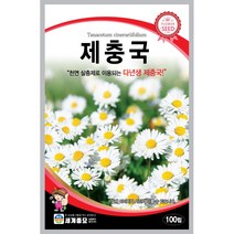 세계 제충국 씨앗 다년생 아스타 달마시안 살충제 국화과 봄 여름 가을 꽃씨 종자, 코스모스