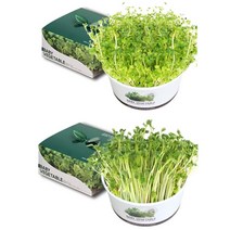 쭈bapha_쉬운 새싹 재배 키우기 세트 다채 베란다텃밭 가꾸기 채소키우기 상추씨앗 청경채키우기 모종♥LtMS, ♥LtMS청경채