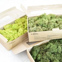 공기정화 스칸디아 모스 천연이끼 500g DIY 2가지 색상 혼합 가능 BEST 14color, 크림슨, 아이스블루