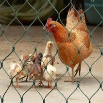 메쉬휀스 메쉬휀스부속 메쉬펜스 울타리팬스 정원울타리펜스 휀스고정볼트 매쉬휀스 그물망 방지 가축 휀스 철망 울타리 철조망 펜스 2m*10m 울타리망 화원 녹색안전가금과 애완동물 간이