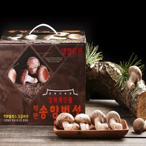 송이송향버섯 송화버섯 송고버섯 착한송이 농가직송 무농약친환경, 1박스, 최고급형1kg
