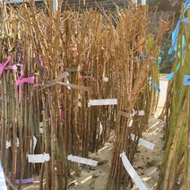 봄바람가든 자두묘목 로얄대석 접목1년특묘 자두나무 꼼꼼한포장 과실수 자두키우기 과실수 묘목