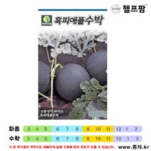 헬프팜 흑피애플수박 5립 수박씨 씨앗 종자 다농
