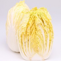 알배추 1포기 600g내외 팔팔마켓 알배기 채소 쌈 배추, g