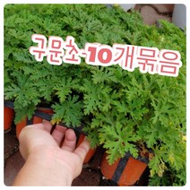 구문초-10개묶음-모기가 싫어하는 식물 로즈제라늄 구문초