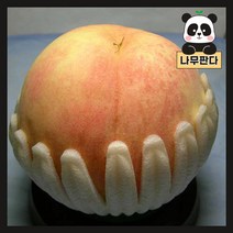 (나무판다) 복숭아 나무 묘목 시리즈, 2. 경봉 접목1년